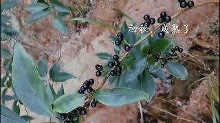 山蒼子 Litsea Cubeba