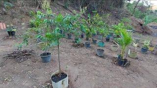 Muitas mudas para plantar na chácara