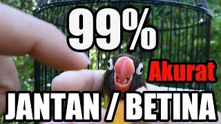 99% Akurat Membedakan Jenis Kelamin Lovebird - Perbedaan Jantan Dan Betina