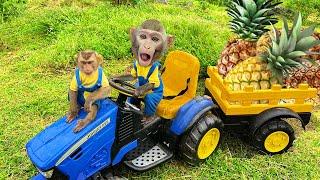 Little monkeys go to harvest pineapples and enjoy them in a special way