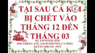 TẠI SAU CÁ KOI BỊ CHẾT VÀO THÁNG 12 ĐẾN THÁNG 03 (CUỘC SỐNG Ở MỸ / USA)