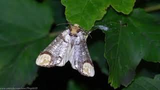 Buff-tip Moth (Phalera bucephala) - Brighton, June 2021 (Re-edited version)