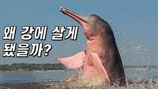 아마존강돌고래는 어쩌다 강에 갇혔을까?｜왜 핑크색일까?