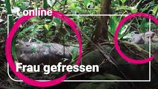 Python frisst Frau in Indonesien: Riesenschlange mit Beute im Bauch