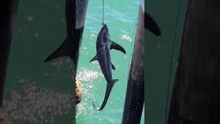 balboa pier catching a big shark.