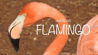 American Flamingo Call Sound. Flamenco americano canto. Kuba flamingo ruf