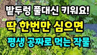 이것을 심으면 밭두렁 풀 베지 않아도 됩니다.한번 심어 평생 공짜로 먹는 고급 작물 추천