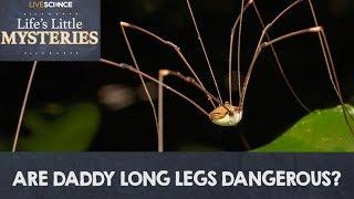 Are Daddy Long Legs Really the Most Venomous Spiders In the World?