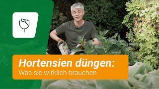 Hortensien düngen: Was sie wirklich brauchen