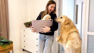 Golden Retriever Meets Golden Retriever Puppy for the First Time