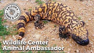 Gila monster - Arizona Game and Fish Wildlife Center Animal Ambassador