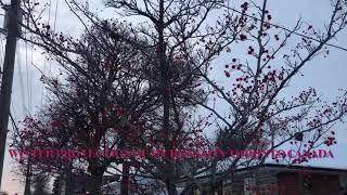 Bonsai winter protection in Toronto Canada