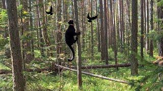  Luna the panther hunts the birds.  Black leopard fun 