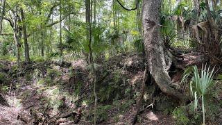 Annutteliga Hammock in Withlacoochee State Forest