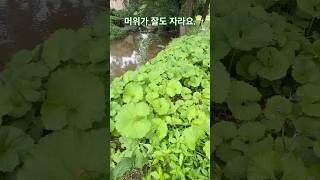 미국 테네시주에서도 머위가 잘 자라는데 나물반찬으로 최고에요.#이민생활#테네시#머위