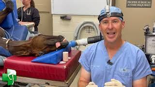 Treating a foal's Overbite with Dr  Brad Tanner from Rood & Riddle Equine Hospital