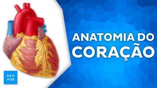 Anatomia do coração: Câmaras, valvas, ciclo cardíaco e vascularização