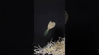 Bean sprout painting, different beauty, the beauty of life is everywhere, bean sprouts, good bea