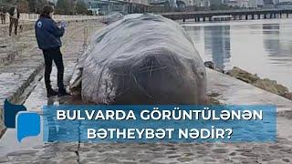 Bulvarda görüntülənən bədheybət nədir?