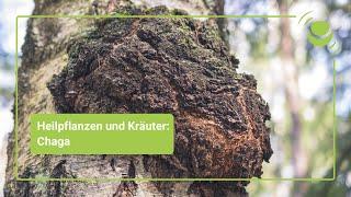 Chaga – Alles, was du über seine Wirkung wissen solltest.