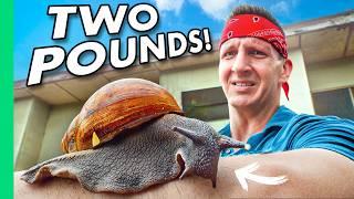 How Eating Snails Could Save Africa's Bush Animals!!