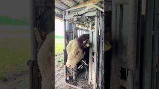 Быки-производители к работе готовы и идут в стадо и #герефорд #корова #бык #производство #ферма#cow
