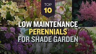 TOP 10 Low Maintenance Perennials for Shade Garden  Bloom Under The Trees 