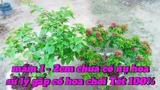 mầm hoa giấy 1 - 2cm chưa có nụ hoa sử lý gấp có hoa chơi Tết 100%