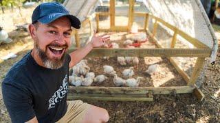 Raising 12 Months of MEAT // Farm Vlog