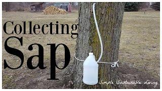 Tapping Trees For Syrup