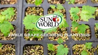 Sun World Center for Innovation Variety Development Update: Seedling Plantings