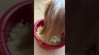 Dog is happy to eat  #cute #animals #dog #cuteanimalclips #dogs #subscribe #breton #shorts #short