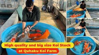 High quality and Big size Koi Fish available at Quhaku Koi Farm