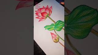 #Shorts Amazing flowers drawing.. #Sketch by Priyanshu Pal.. Pencil colour drawing..#Trending