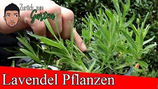 Lavendel Pflanzen und pflegen, Standort, Boden und letzter Schnitt