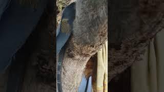 #Health /Blanket Worms on the Drumstick tree. (Part 2)