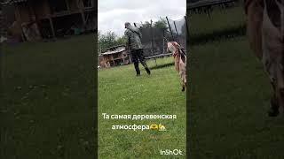 Та самая деревенская атмосфера #жизньвдеревне #деревня