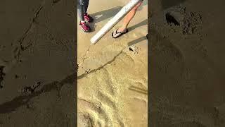 The joy of catching pipi shrimp in the sea