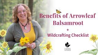 Benefits of Arrowleaf Balsamroot + Wildcrafting Checklist