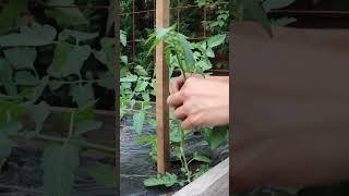 Single Stem Your Tomato Plants the Correct Way! ️  