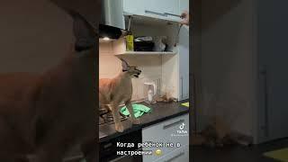 angry lynx