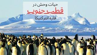 انترکتیکا: حیات وحش در قطب جنوب | Antarctica