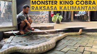 INI KONDISI WIDI KING COBRA RAKSASA DARI KALIMANTAN SEKARANG‼️GARAGA KALAH GEDE