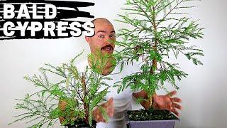 Making Bald Cypress Bonsai | Root Pruning and Pruning Bald Cypress