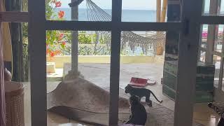 Monkeys Play With a Carpet in Bali, Indonesia