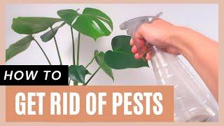 How to get rid of pests on plants using dish soap + hydrogen peroxide! Spider mites, mealybug, aphid