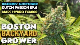 How To Grow Autoflower Cannabis Indoor | Mars Hydro FC4800 | Grow Tips Ep.6