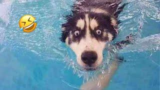 Best Funny Animal Videos 2024  - Funniest Dogs And Cats Videos 