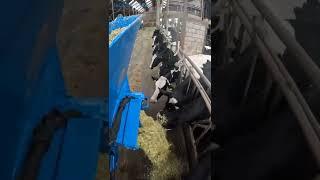 Feeding cows | Auger Bucket AP machinebouw