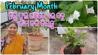 ମଲ୍ଲିଫୁଲ ଗଛରେ ଏଇ ସବୁ କାମ କରିନିୟନ୍ତୁ || February Month || Mogra plant || Detail In Odia